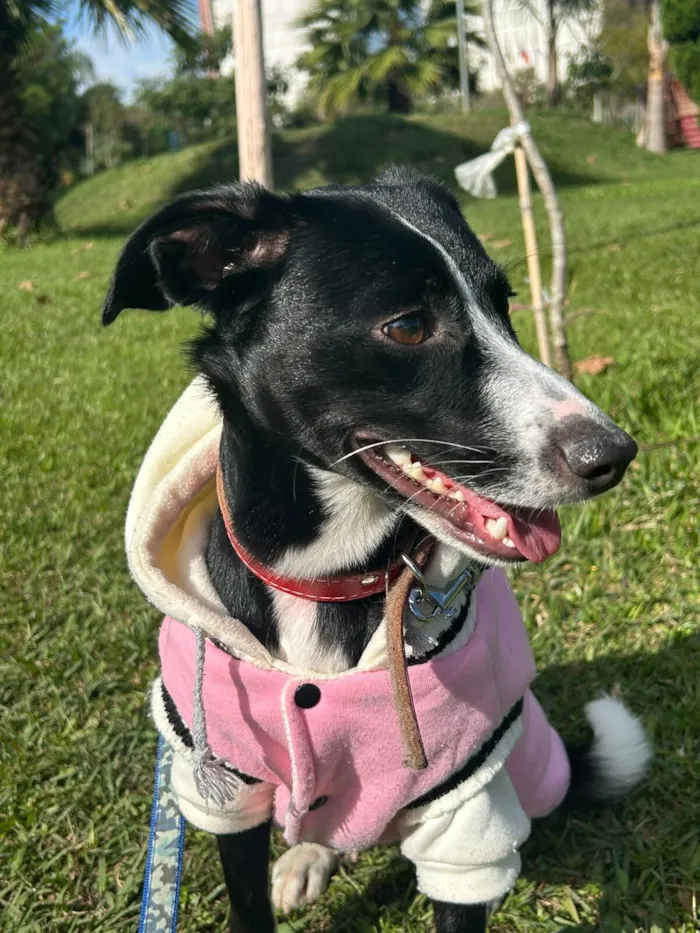 Cachorro raça SRD-ViraLata idade 2 anos nome Luna