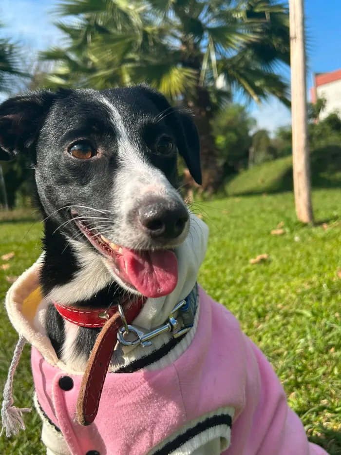 Cachorro raça SRD-ViraLata idade 2 anos nome Luna
