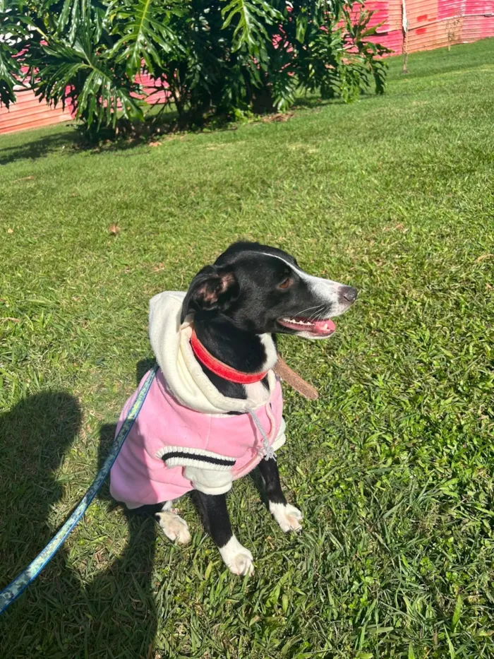 Cachorro raça SRD-ViraLata idade 2 anos nome Luna