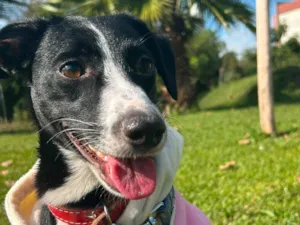 Cachorro raça SRD-ViraLata idade 2 anos nome Luna