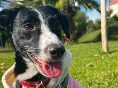 Cachorro raça SRD-ViraLata idade 2 anos nome Luna
