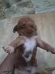 Filhotes de bassê 