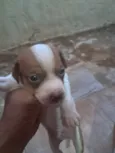 Filhotes de bassê 