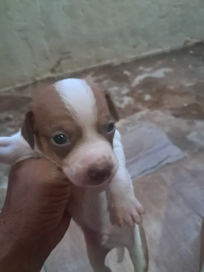 Cachorro raça Basset-Cofap idade Abaixo de 2 meses nome Filhotes de bassê 
