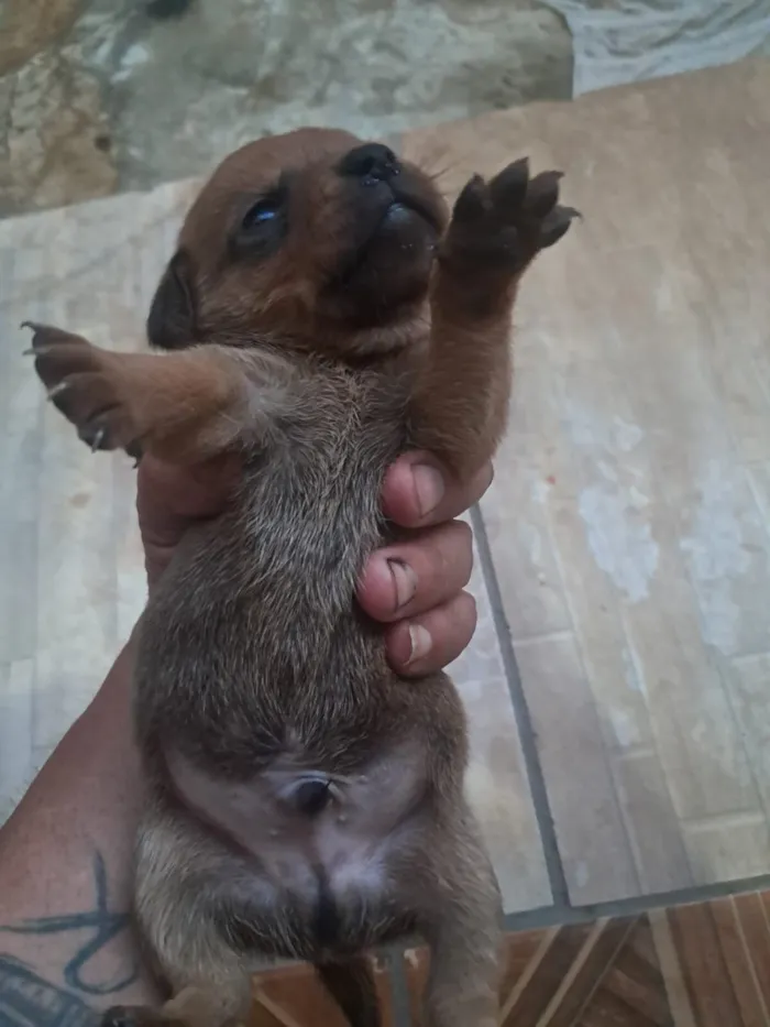 Cachorro raça Basset-Cofap idade Abaixo de 2 meses nome Filhotes de bassê 