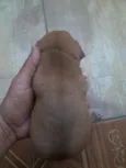 Filhotes de bassê 