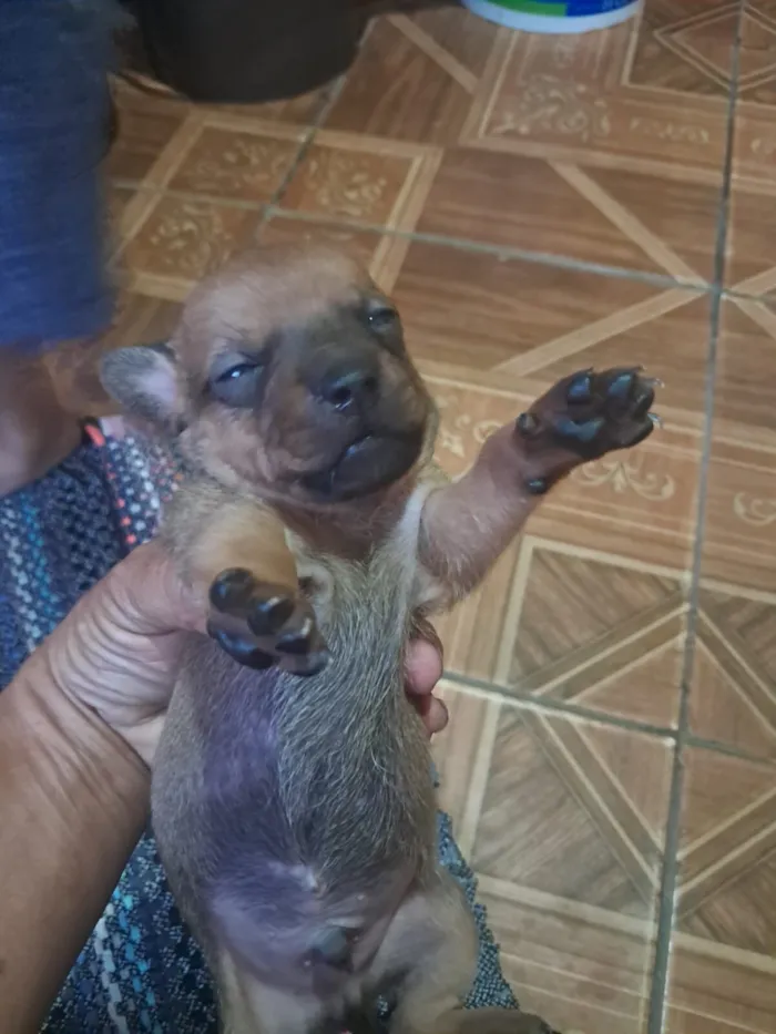 Cachorro raça Basset-Cofap idade Abaixo de 2 meses nome Filhotes de bassê 