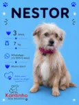 Nestor