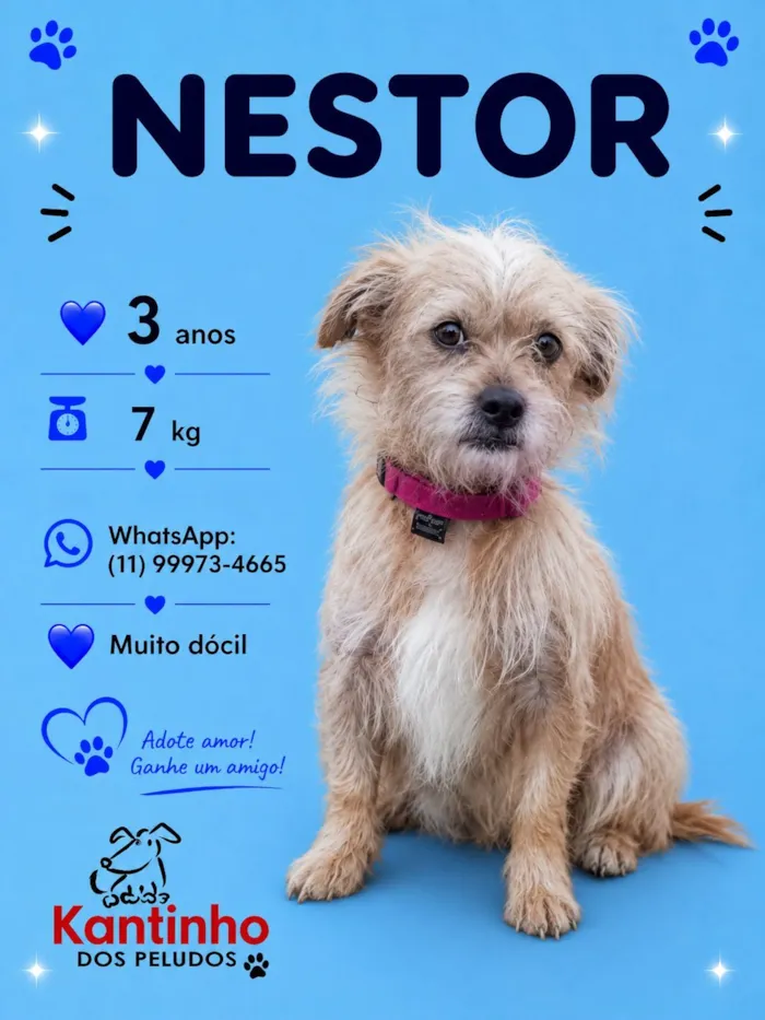 Cachorro raça SRD-ViraLata idade 3 anos nome Nestor