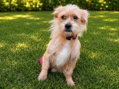 Cachorro raça SRD-ViraLata idade 3 anos nome Nestor