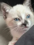 Miu