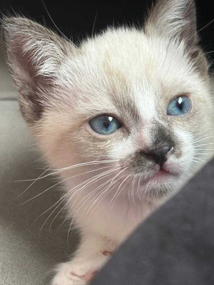 Gato raça SRD-ViraLata idade Abaixo de 2 meses nome Miu