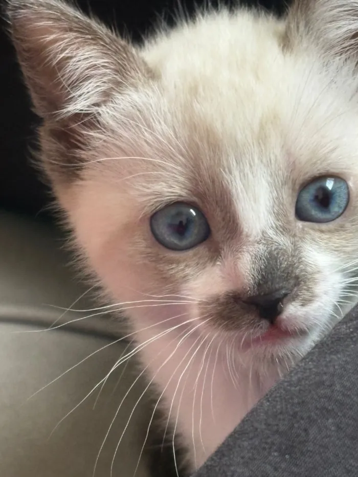 Gato raça SRD-ViraLata idade Abaixo de 2 meses nome Miu