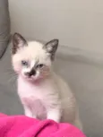 Miu