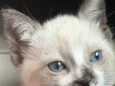 Miu