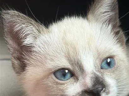 Gato raça SRD-ViraLata idade Abaixo de 2 meses nome Miu