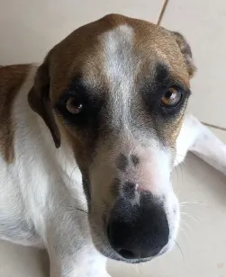 Cachorro raça SRD-ViraLata idade 6 ou mais anos nome Hulk