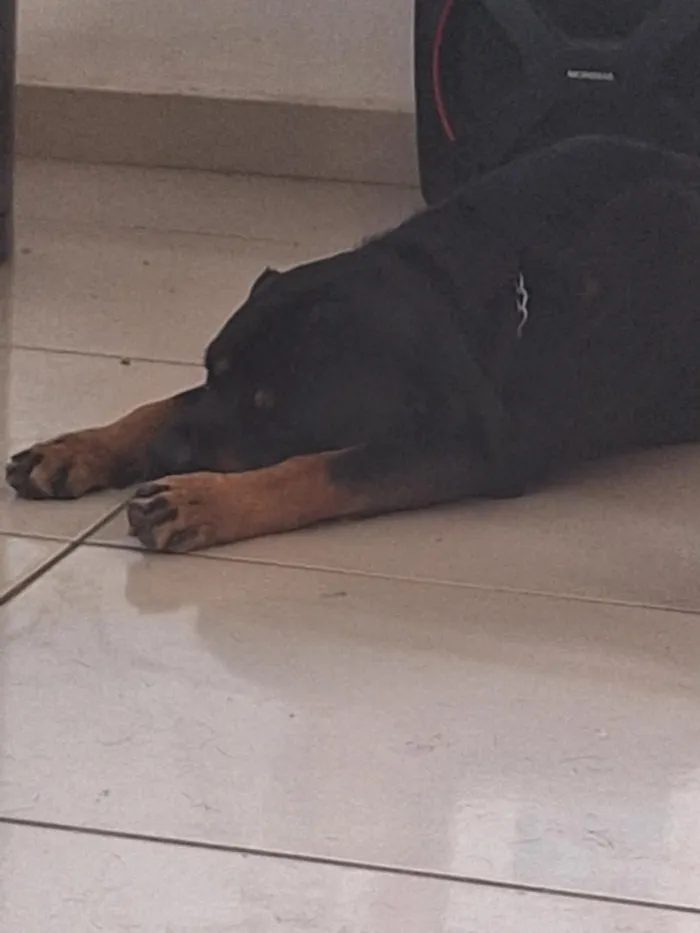 Cachorro raça Rottweiler idade 3 anos nome Thor