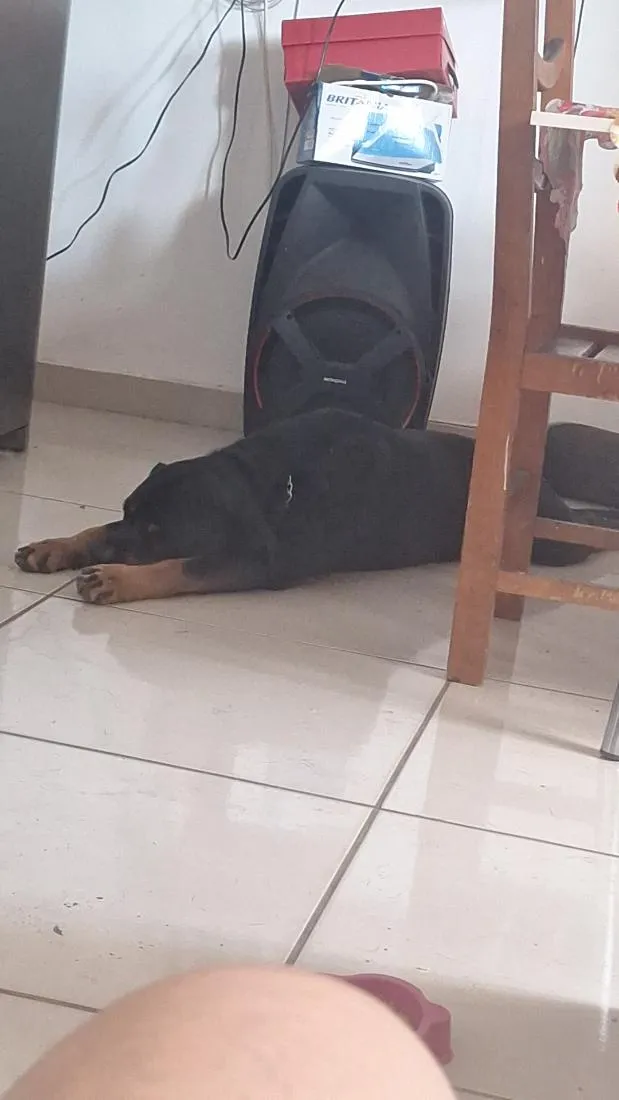 Cachorro raça Rottweiler idade 3 anos nome Thor