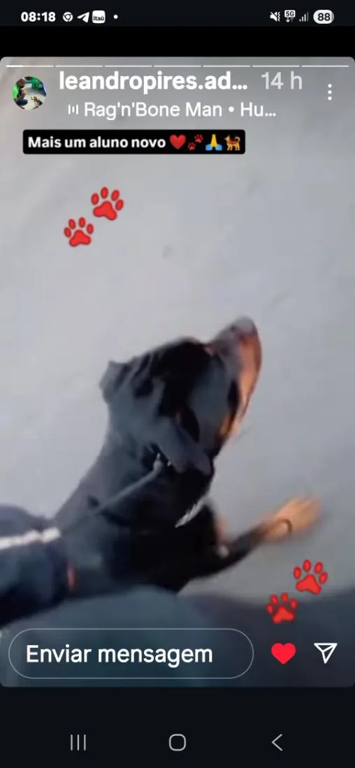 Cachorro raça Rottweiler idade 3 anos nome Thor