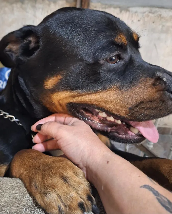 Cachorro raça Rottweiler idade 3 anos nome Thor