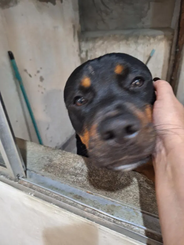 Cachorro raça Rottweiler idade 3 anos nome Thor