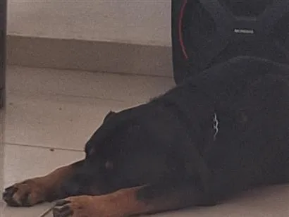 Cachorro raça Rottweiler idade 3 anos nome Thor