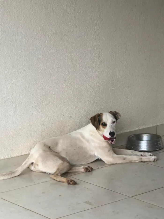 Cachorro raça SRD-ViraLata idade 6 ou mais anos nome Thanos