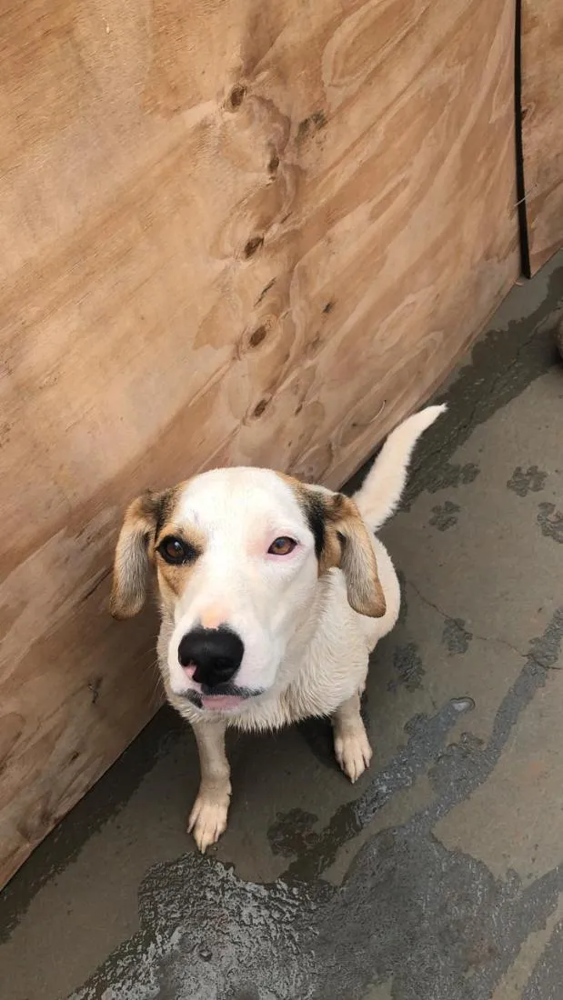 Cachorro raça SRD-ViraLata idade 6 ou mais anos nome Thanos