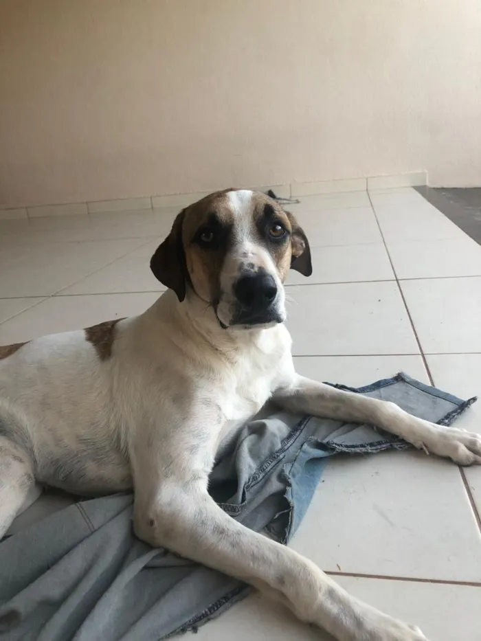 Cachorro raça SRD-ViraLata idade 6 ou mais anos nome Hulk