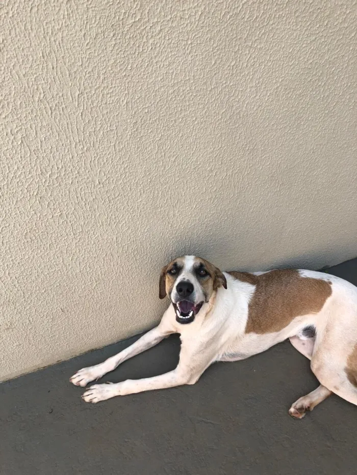 Cachorro raça SRD-ViraLata idade 6 ou mais anos nome Hulk