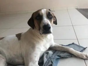 Cachorro raça SRD-ViraLata idade 6 ou mais anos nome Hulk