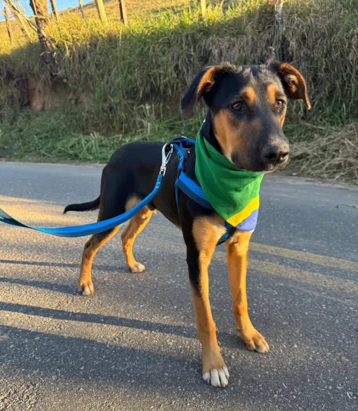 Cachorro raça SRD-ViraLata idade 7 a 11 meses nome Latrell