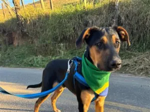 Cachorro raça SRD-ViraLata idade 7 a 11 meses nome Latrell