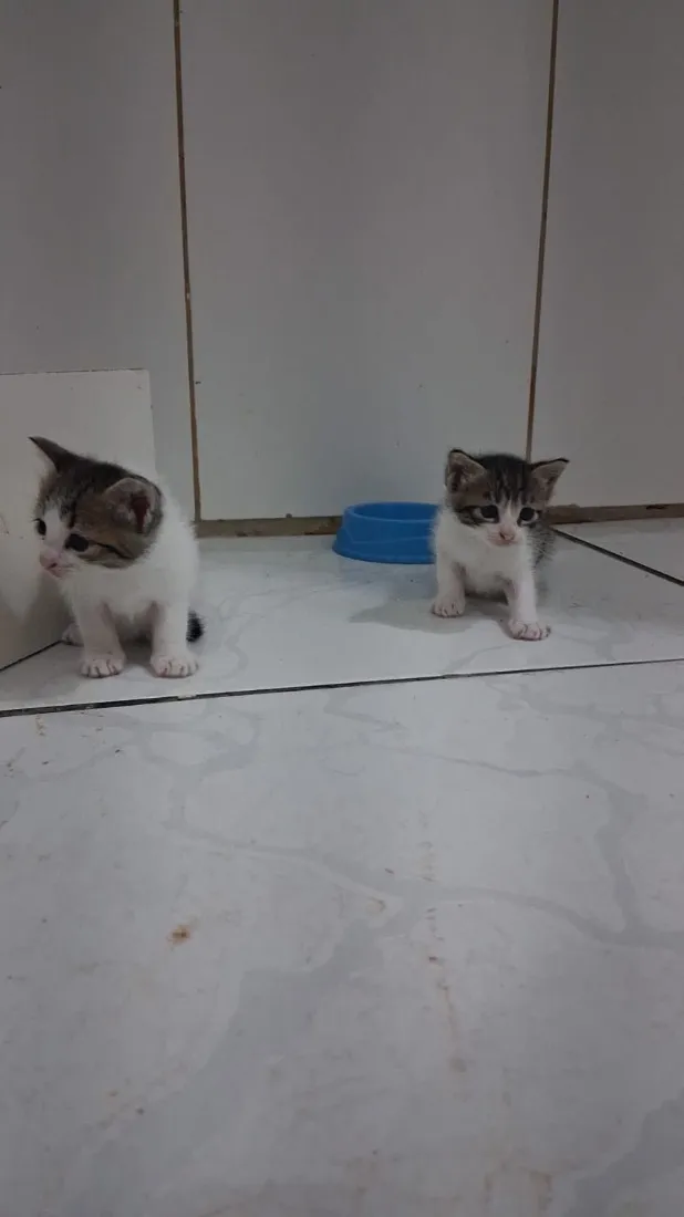 Gato raça SRD-ViraLata idade Abaixo de 2 meses nome Filhotes