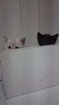 Filhotes