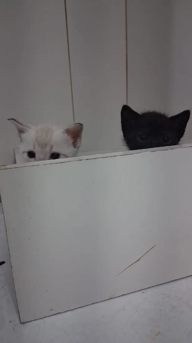 Gato raça SRD-ViraLata idade Abaixo de 2 meses nome Filhotes