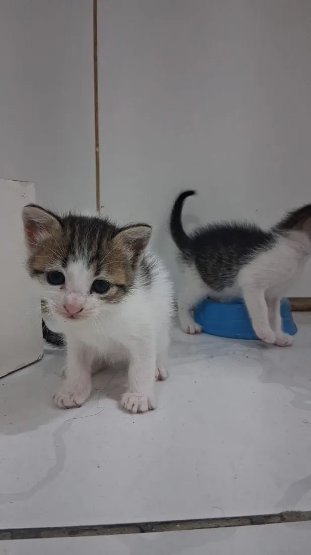 Gato raça SRD-ViraLata idade Abaixo de 2 meses nome Filhotes