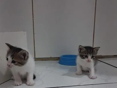 Gato raça SRD-ViraLata idade Abaixo de 2 meses nome Filhotes