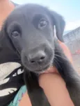 Dora