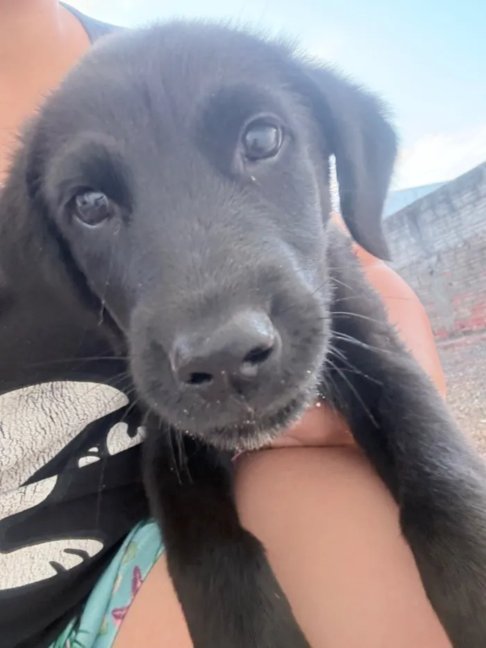 Cachorro raça SRD-ViraLata idade 2 a 6 meses nome Dora