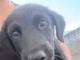 Dora