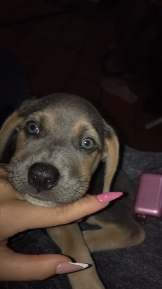 Cachorro raça SRD-ViraLata idade 1 ano nome Bingo