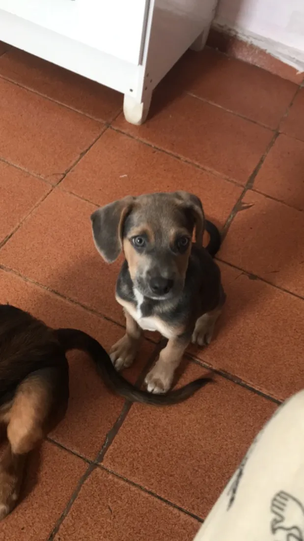 Cachorro raça SRD-ViraLata idade 1 ano nome Bingo