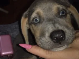 Cachorro raça SRD-ViraLata idade 1 ano nome Bingo