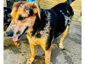 Cachorro raça SRD-ViraLata idade 3 anos nome Kevin 