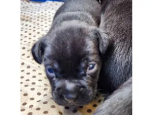 Cachorro raça SRD-ViraLata idade Abaixo de 2 meses nome Thor
