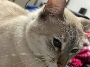 Gato raça Siamês idade 2 anos nome Lina 