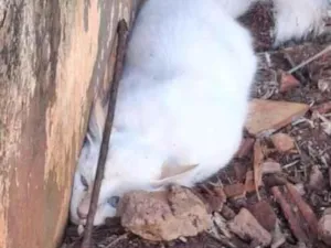 Gato raça SRD-ViraLata idade 2 a 6 meses nome mingau 