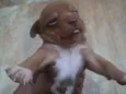 Filhotes de bassê